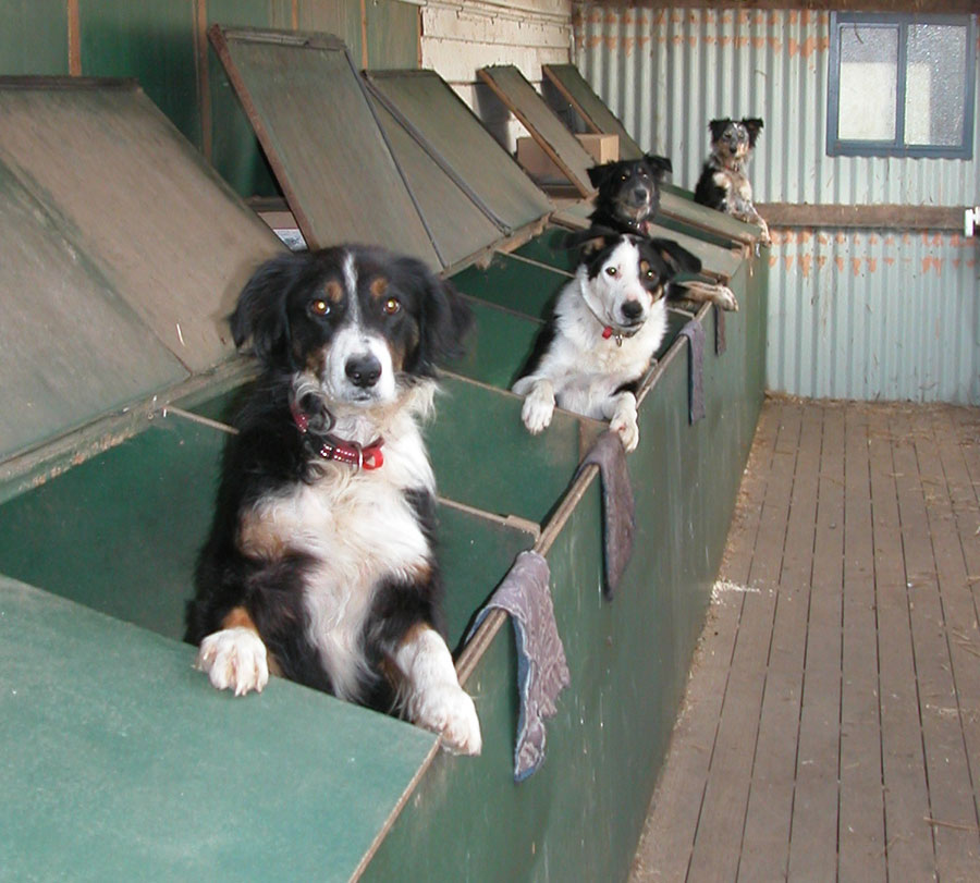Dog stars: Flynn, Joker, Blaze and Pearl in their kennel boxes, hoping for dinner.