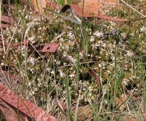 Wild Things in Tame Places