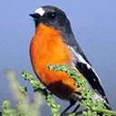 Flame Robins