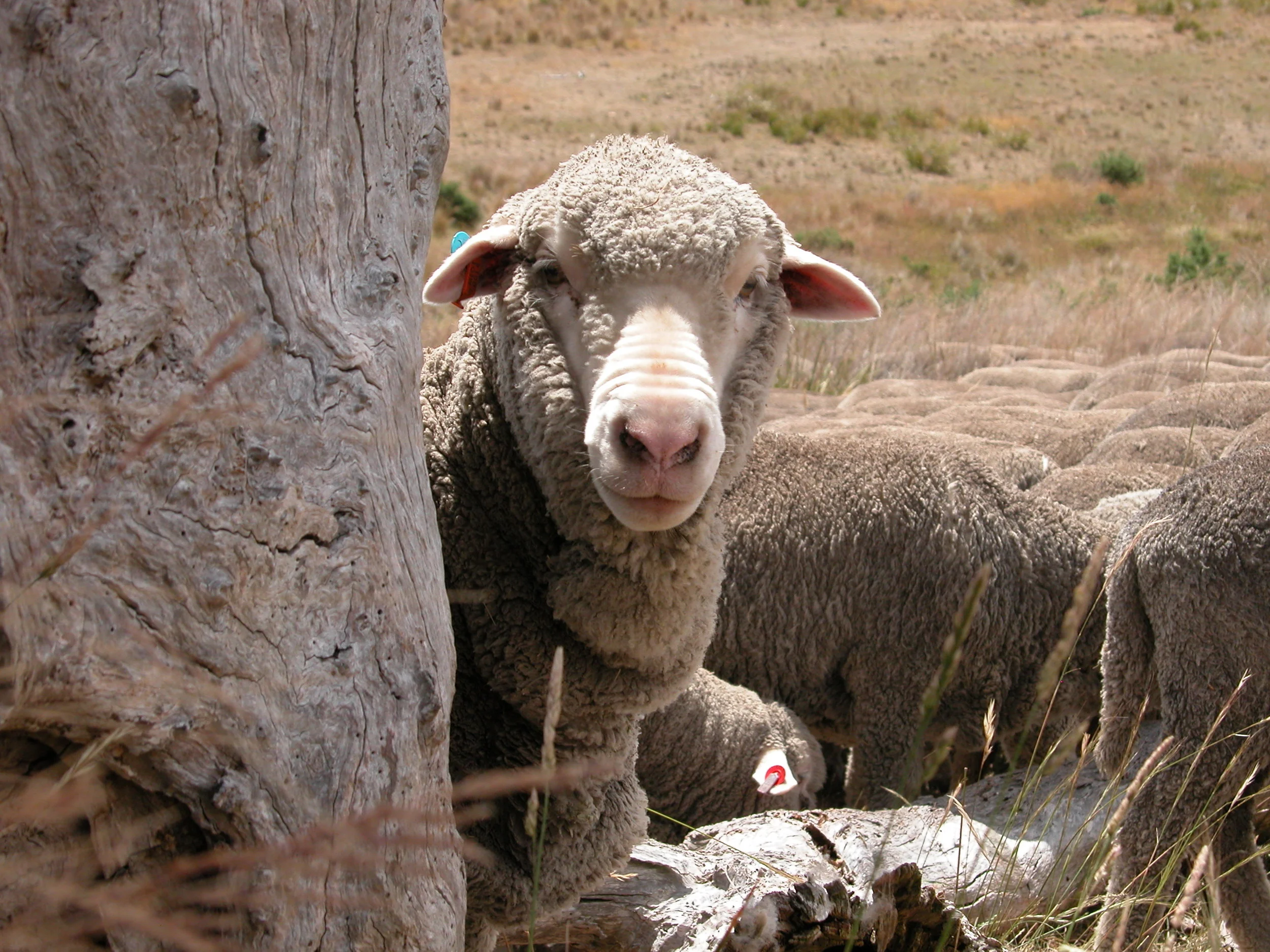 Shepherding and All That Jazz