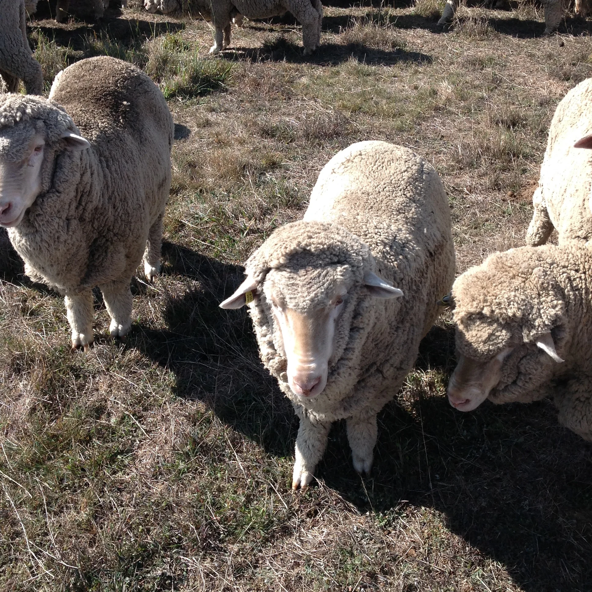 Racecourse Grazing Area