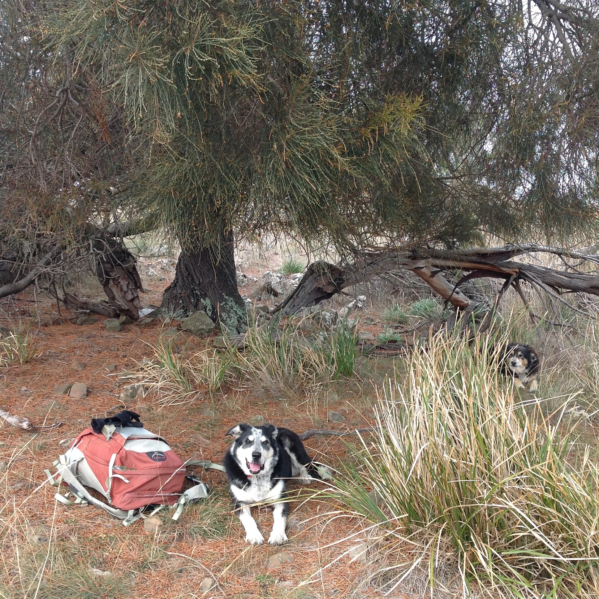 Lucerne Reserve, full-day shepherd