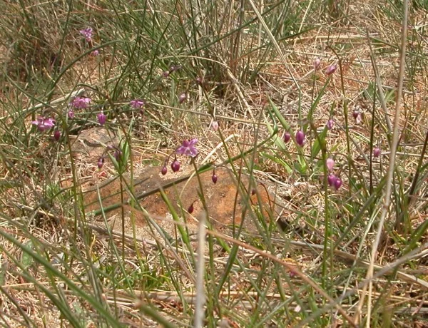 Small (read tiny) vanilla lilies.
