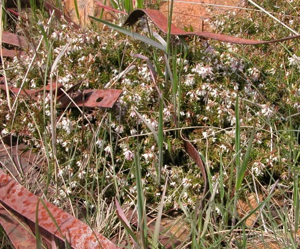 Peachberry heath amid old metal straps.