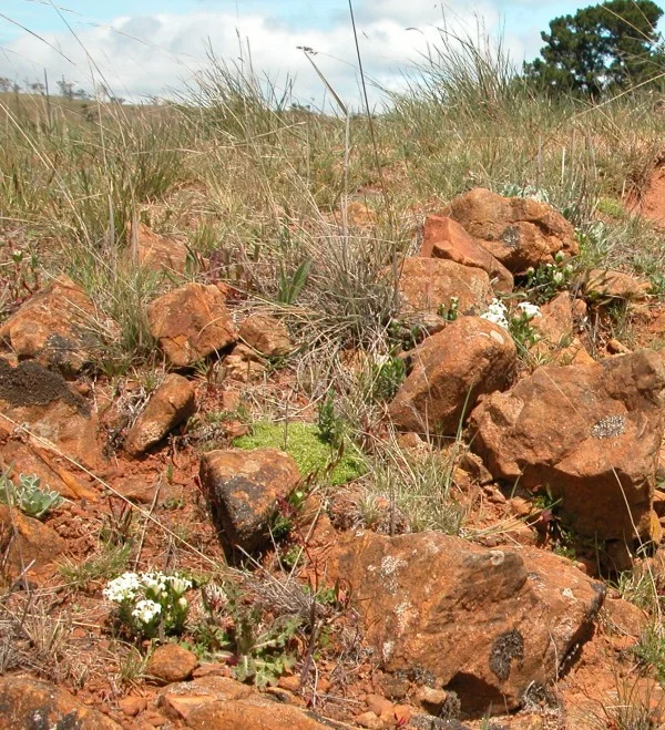 Rice flower, knawel, wallaby grass, hound’s tongue, everlasting
