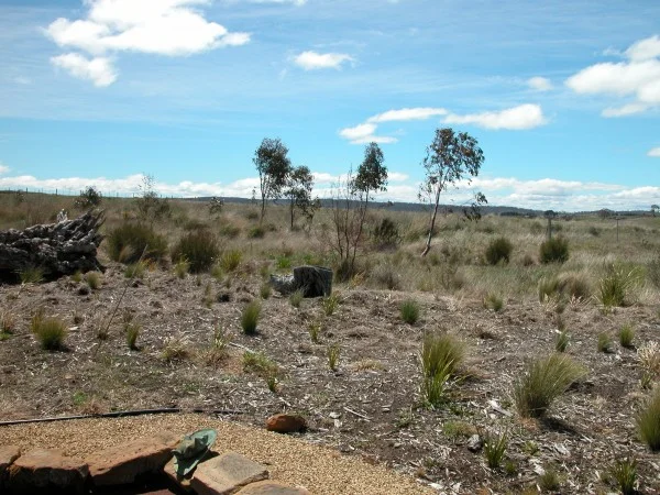 The view from my living room that was hidden by the wall of gorse.