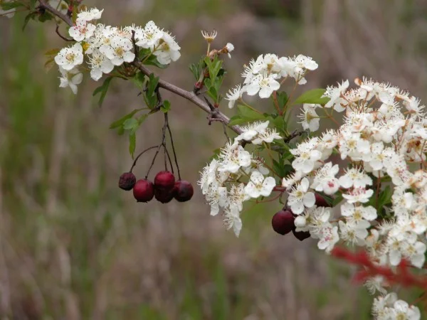 Hawthorn