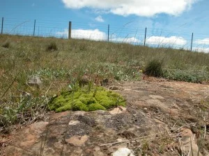 Twinflower knawel with other natives