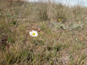 Hill daisy in my ironstone grassland ecosystem