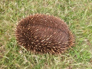 Echidna stopped in its tracks