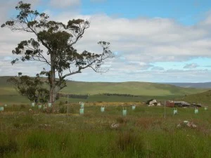 White gum and field of everlasting in Orchid Hill Reserve