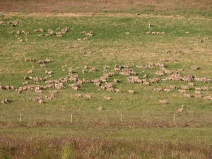 The ewes and lambs on lucerne, with spear grass in the foreground