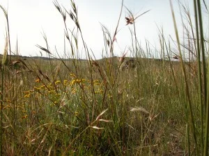 Kangaroo grass with everlasting in the background