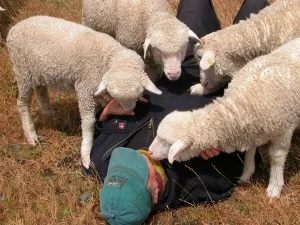 &nbsp;love the way they will just stand there looking down into my face. From the left: Vicky, Clara, Felix and Georgie-girl.