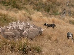 Mac (centre) and Chance working sheep in the long dry grass last summer.