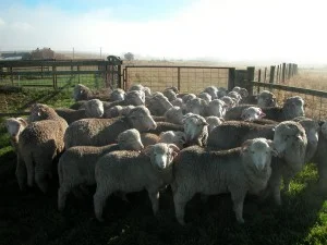 Jem’s year class of ram lambs–2012