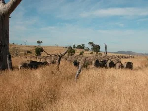 Sheep going into the farthest back paddock a couple of weeks ago.