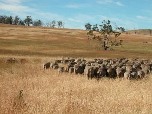 Sheep going into Eagle Tree paddock, with rank cocksfoot grass in the background