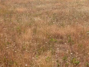 Chicory, a favourite herb for sheep (flowered plants) on ungrazed side of the fence