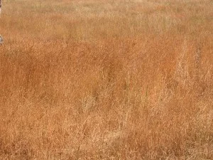 After 12 hours grazing--no chicory visible just on the other side of the fence