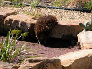 An echidna about to discover he CAN swim–in my ornamental fish pond, on a very hot, very dry day a couple of weeks ago.