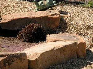 Not a great look, but a much more satisfactory core temperature. (He did get safely away, and now has his own ground-level water dish.)