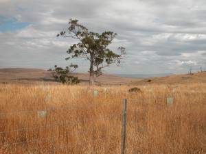 Long grass in the newly-planted Wild Orchid Copse (this is where the shy little greenhood orchid grows)