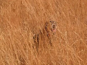 Janie shows just how long that grass really is