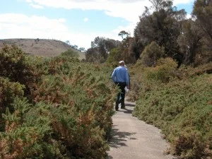 Dense gorse stand before bulldozing and burning in 2008