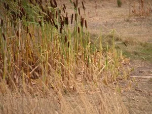 Bullrushes grazed preferentially by the mob–these are another potential “weed” in riparian areas