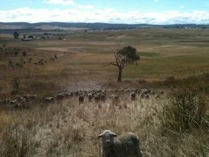 Felix being left behind as the mob gallops down the hill into the main briar rose patch