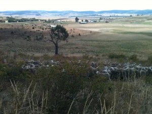 Sheep grazing briar rose–it’s not quite a good enough photo to see that they are preferentially eating the rose hips–none left at or below browse level.