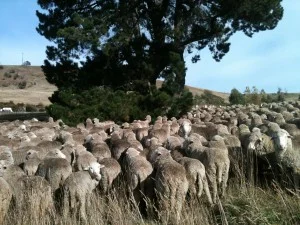 This one surprised me–I wasn’t expecting this level of enthusiasm for pine needles!