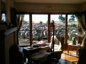Using the sheep to “weed” around my house. The pet lambs ended up briefly in the fishpond, but the sheep did eat the exotic grasses quite effectively.