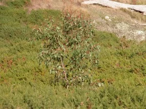 A young gum tree growing up safely in the middle of a dense gorse patch