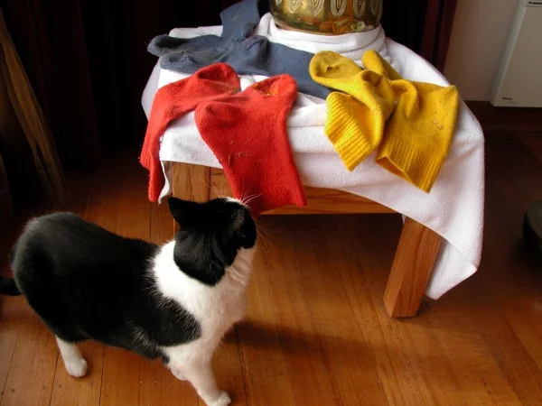 Skye kitty checking out the much-darned boot socks