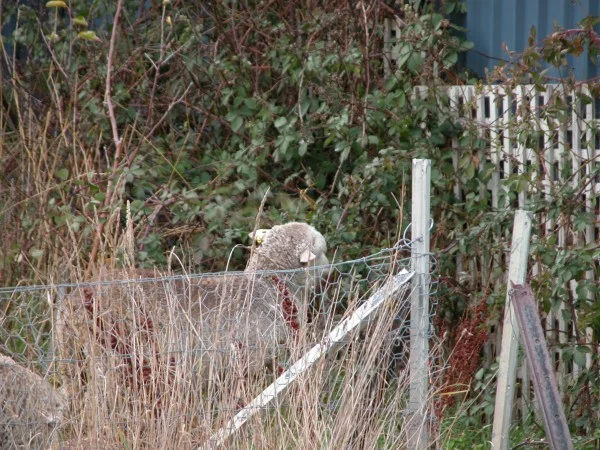 Lambs grazing the out-of-control blackberry bush in my veggie garden during a home paddock grazing circuit.