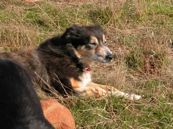 Janie having a well-deserved breather during a grazing circuit.