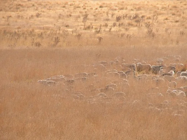 Once she decides to go…Sheep grazing with intent through the long grass. Old Leader would be out on the leading edge.
