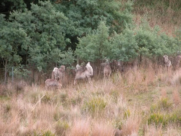 On the grazing circuit–enjoying silver wattle.