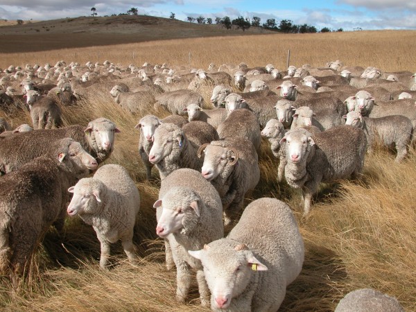Family portrait–Old Leader with Alice (horns), Vicky, Clara and Felix all at the BACK of the flock when I was trying to shepherd them into some long grass.
