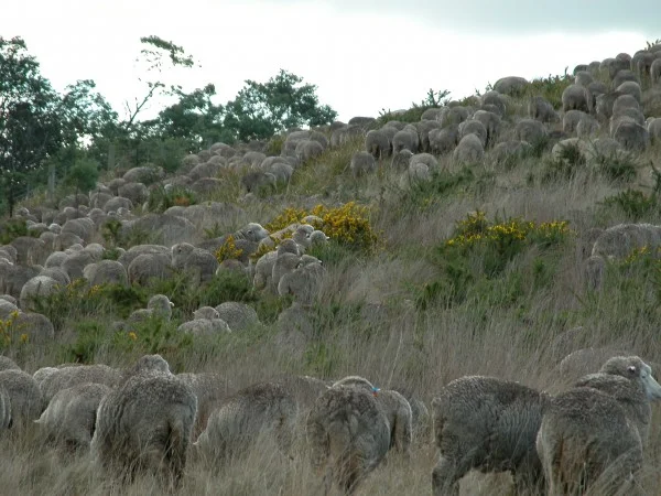Close-up on the grazing circuit. Everyone is moving steadily up the hill, grazing as they go. The yellow gorse blossoms are a particular favourite.