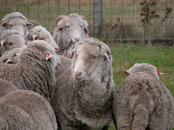 Old Leader in the main yards in 2012. Her distinctive ear tags make her fairly easy to spot if she isn’t hiding in the back of the flock.