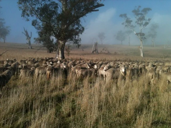Waiting for Old Leader to decide to head off on the grazing circuit. We’d all been standing around for about 45 minutes at this point. It took another 15 before she chose to lead off.