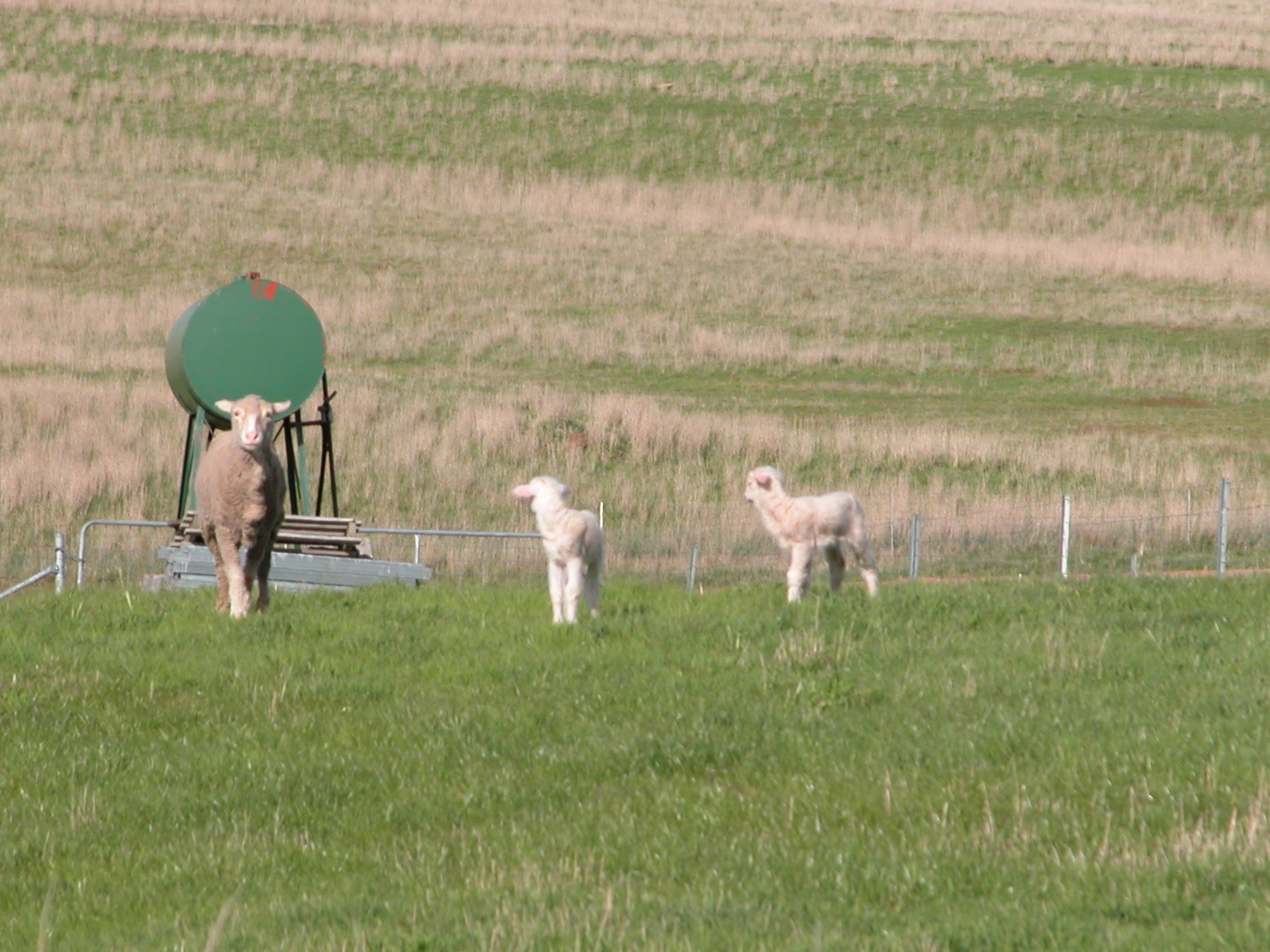 Felix and Clara asking Sabrina’s permission to come to me for their bottles.