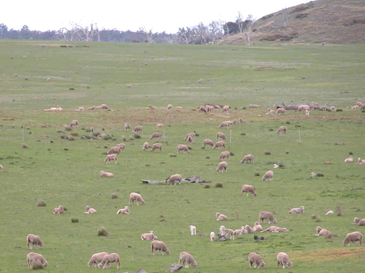 Part of the flock at maximum telephoto range