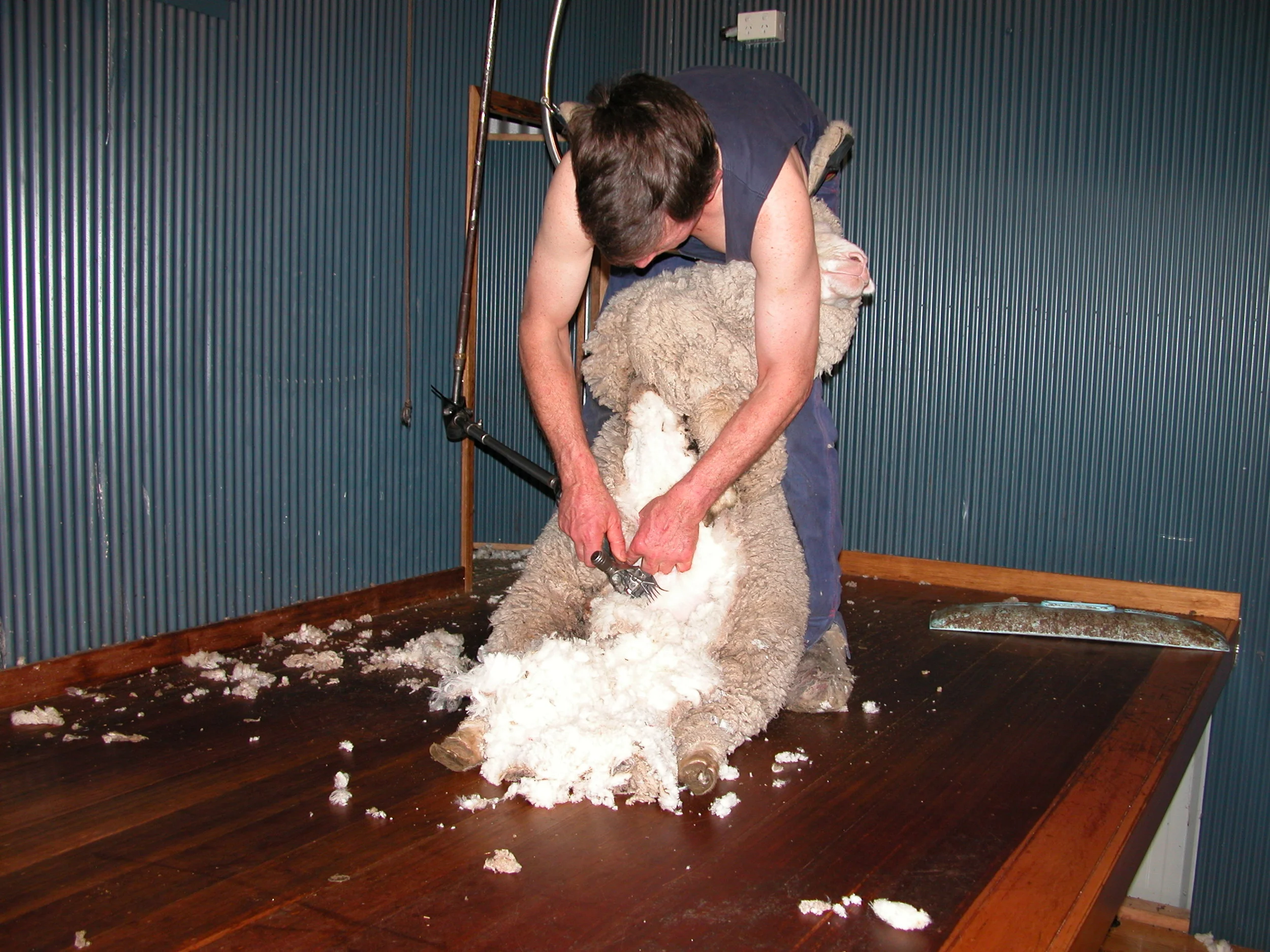 Greg Scott shearing a pregnant ewe