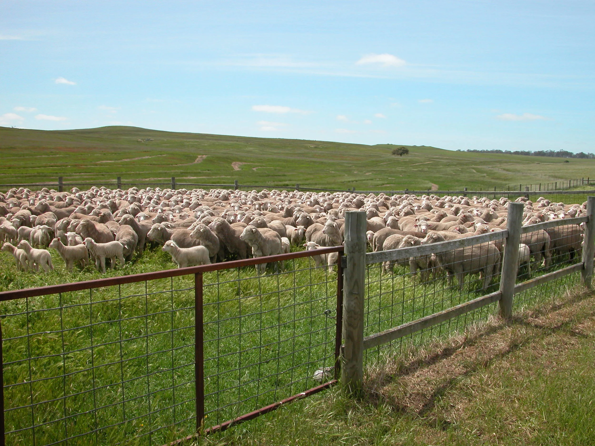 Ewes and lambs ready for drafting.