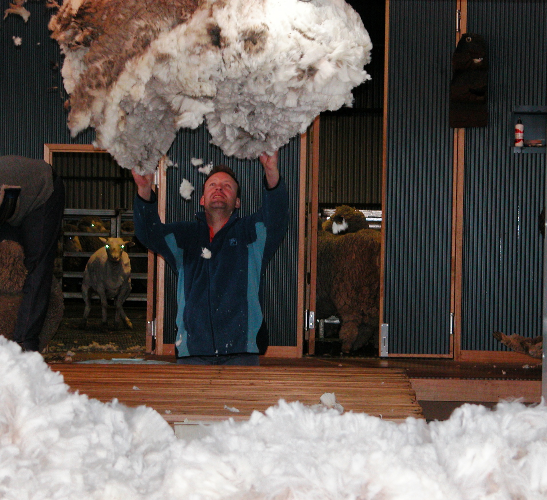 Fleece being thrown onto the skirting table