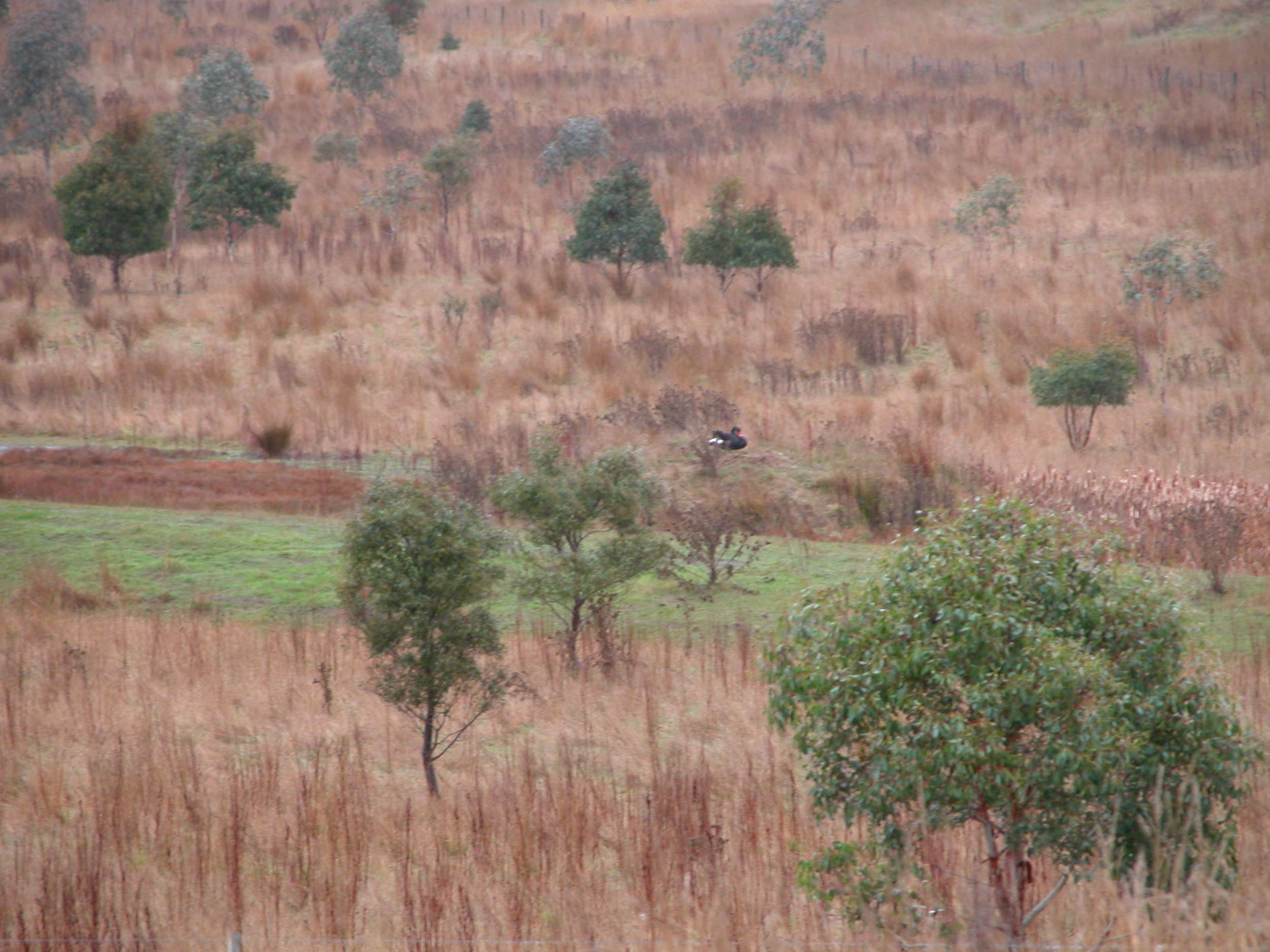 Papa swan on the nest just after the eggs were clutched.